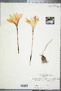 Image of Zephyranthes atamasco