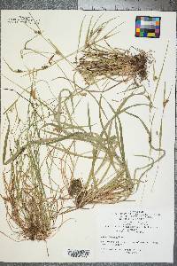 Carex venusta image