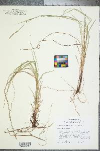 Carex woodii image