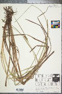 Carex venusta image