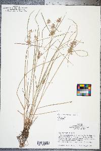 Cyperus flavescens image