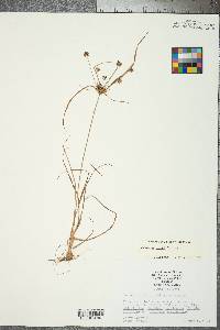 Cyperus grayi image