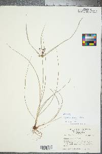 Cyperus grayi image