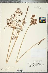 Cyperus haspan image