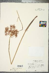 Cyperus haspan image