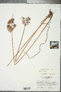 Cyperus haspan image