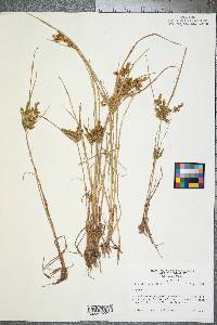 Cyperus iria image