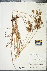 Cyperus lancastriensis image