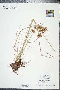 Cyperus pseudovegetus image