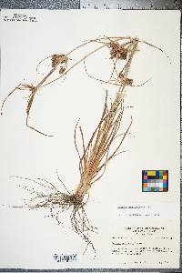 Cyperus retrorsus image