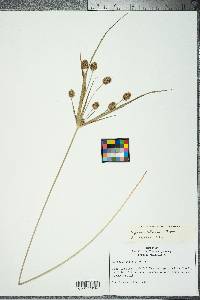 Cyperus retrorsus image