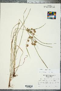 Cyperus retrorsus image