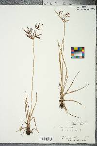 Cyperus rotundus image