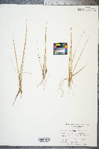 Eleocharis flavescens image