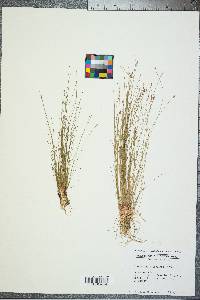 Eleocharis microcarpa image