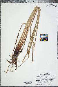 Eleocharis quadrangulata image