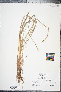 Eleocharis quadrangulata image