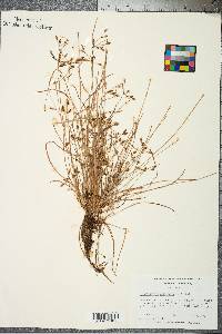 Fimbristylis dichotoma image