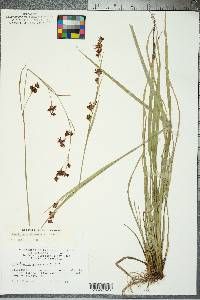 Rhynchospora glomerata image