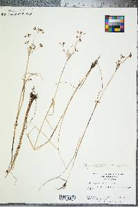 Rhynchospora scirpoides image