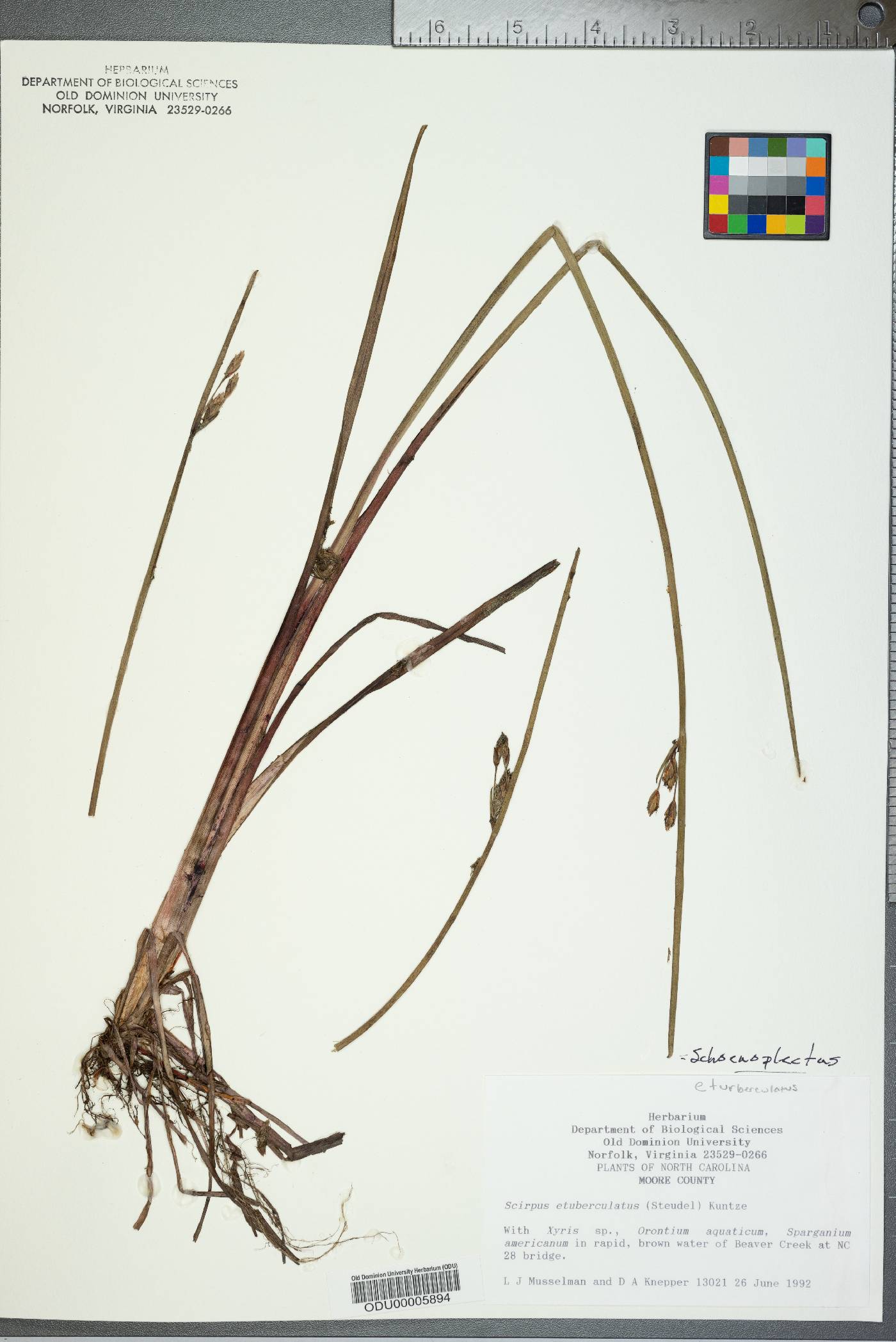 Schoenoplectus etuberculatus image