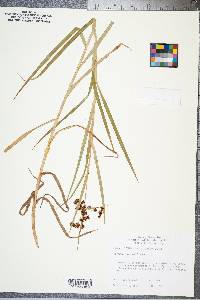 Scirpus polyphyllus image