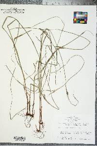 Scleria triglomerata image