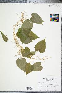 Dioscorea villosa var. villosa image