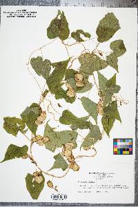 Dioscorea villosa var. villosa image