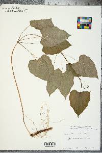 Dioscorea villosa var. villosa image