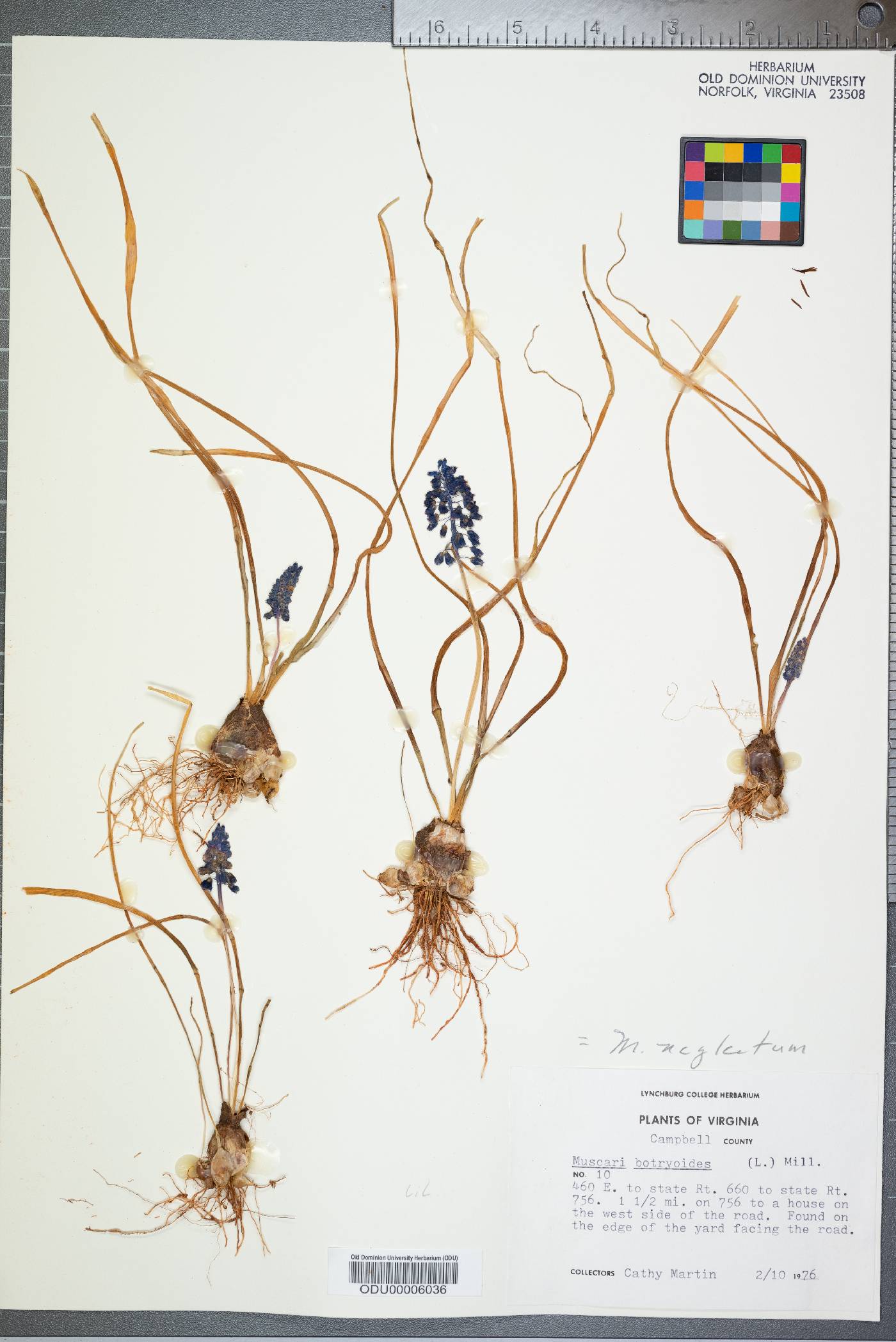 Muscari neglectum image