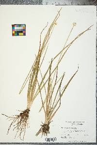 Eriocaulon decangulare image