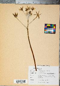 Ornithogalum umbellatum image