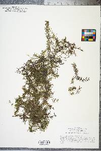 Hydrilla verticillata image