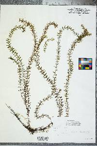 Hydrilla verticillata image