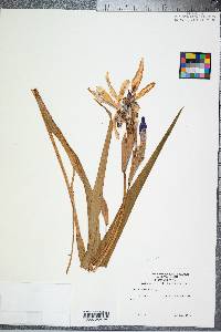 Iris virginica image