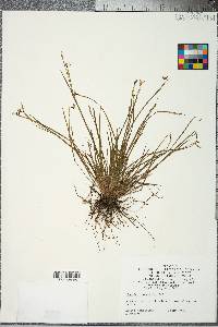 Sisyrinchium albidum image