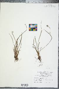 Sisyrinchium mucronatum image