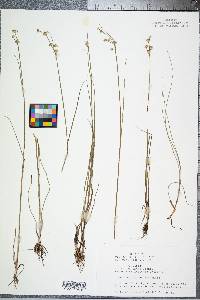 Juncus coriaceus image