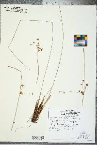 Juncus coriaceus image