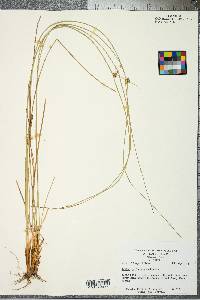 Juncus coriaceus image