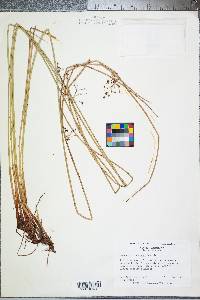 Juncus gymnocarpus image