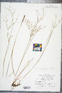 Juncus pelocarpus image