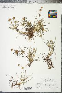 Juncus repens image