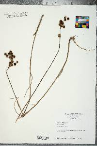 Juncus scirpoides image