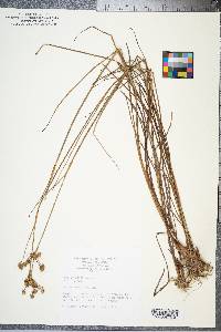 Juncus scirpoides image