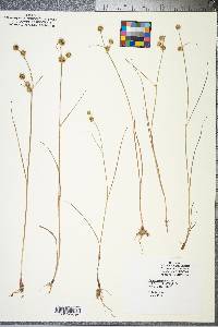 Juncus scirpoides image