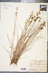 Juncus scirpoides image