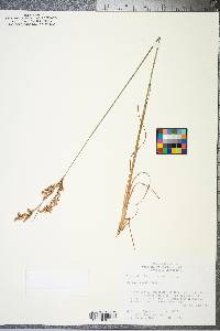 Juncus secundus image