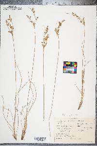 Juncus secundus image